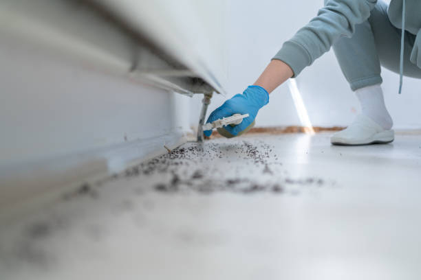 Best Mosquito Control Services  in Hephzibah, GA
